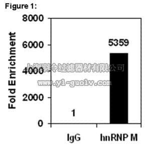 merck millipore,默克密理博,03-100,RIPAb+™ hnRNP M1-M4