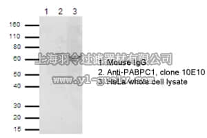 merck millipore,默克密理博,03-101,RIPAb+ PABPC1 - RIP Validated Antibody and Primer Set