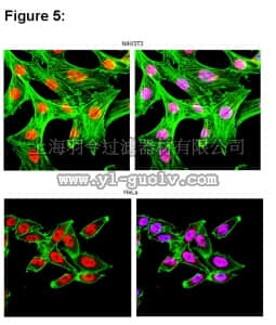 merck millipore,默克密理博,03-102,RIPAb+ HuR - RIP Validated Antibody and Primer Set