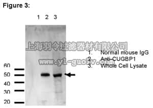 merck millipore,默克密理博,03-104,RIPAb+ CUGBP1 - RIP Validated Antibody and Primer Set