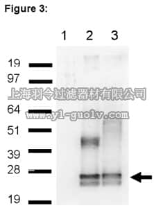 merck millipore,默克密理博,03-105,RIPAb+ Lin28 - RIP Validated Antibody and Primer Set