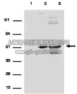 merck millipore,默克密理博,03-107,RIPAb+ EF1α - RIP Validated Antibody and Primer Set