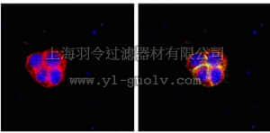 merck millipore,默克密理博,03-108,RIPAb+ Fragile X Mental Retardation Protein