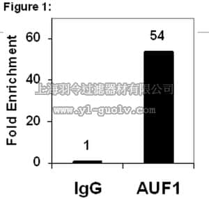 merck millipore,默克密理博,03-111,RIPAb+ AUF1 - RIP Validated Antibody and Primer Set