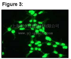merck millipore,默克密理博,03-114,RIPAb+ Musashi 1 - RIP Validated Antibody and Primer Set, rabbit monoclonal