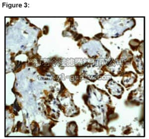 merck millipore,默克密理博,03-115,RIPAb+ Musashi 2 - RIP Validated Antibody and Primer Set, rabbit monoclonal