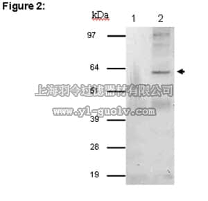 merck millipore,默克密理博,03-116,RIPAb+™ STAU1 (Staufen 1)