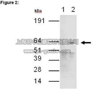 merck millipore,默克密理博,03-119,RIPAb+™ CUGBP2 - RIP Validated Antibody and Primer Set