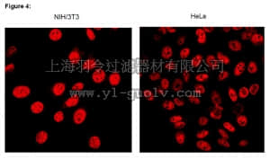 merck millipore,默克密理博,03-120,RIPAb+™ Aly/REF - RIP Validated Antibody and Primer Set