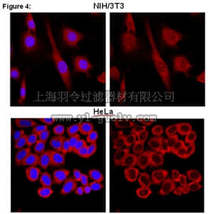 merck millipore,默克密理博,03-176,RIPAb+™ FXR1 - RIP Validated Antibody and Primer Set