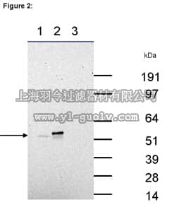 merck millipore,默克密理博,03-177,RIPAb+ Hexim 1 - RIP Validated Antibody and Primer Set