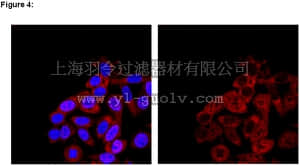 merck millipore,默克密理博,03-178,RIPAb+ SMN - RIP Validated Antibody and Primer Set