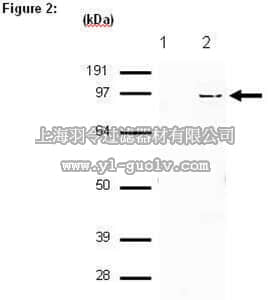 merck millipore,默克密理博,03-179,RIPAb+™ SUZ12 - RIP Validated Antibody and Primer Set