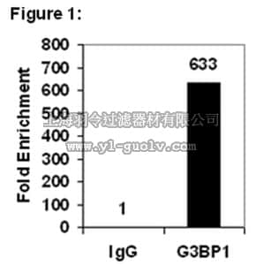 merck millipore,默克密理博,03-180,RIPAb+™ G3BP1 - RIP Validated Antibody and Primer Set