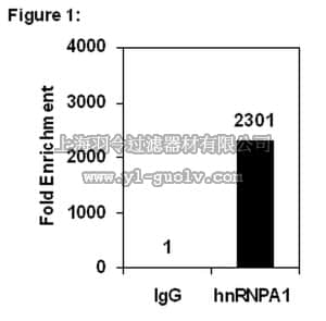 merck millipore,默克密理博,03-181,RIPAb+™ hnRNPA1 (M9 Region) - RIP Validated Antibody and Primer Set