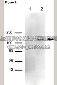 merck millipore,默克密理博,03-191,RIPAb+ Upf1 - RIP Validated Antibody and Primer Set