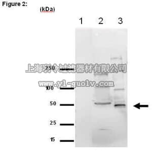 merck millipore,默克密理博,03-196,RIPAb+™ EED - RIP Validated Antibody and Primer Set