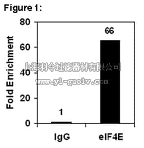 merck millipore,默克密理博,03-199,RIPAb+™ Phospho-eIF4E (Ser209) - RIP Validated Antibody and Primer Set, rabbit monoclonal