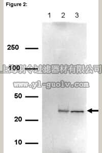 merck millipore,默克密理博,03-202,RIPAb+ Gemin2 - RIP Validated Antibody and Primer Set