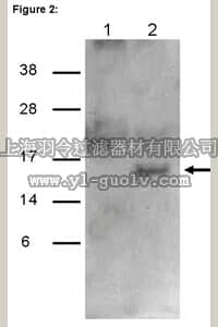 merck millipore,默克密理博,03-203,RIPAb+ Gemin6 - RIP Validated Antibody and Primer Set