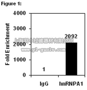 merck millipore,默克密理博,03-204,RIPAb+™ hnRNPA1 - RIP Validated Antibody and Primer Set