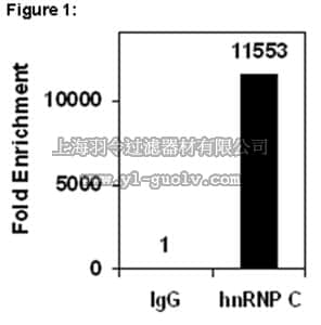 merck millipore,默克密理博,03-205,RIPAb+™ hnRNP C1/C2 - RIP Validated Antibody and Primer Set