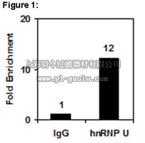 merck millipore,默克密理博,03-206,RIPAb+™ hnRNP U - RIP Validated Antibody and Primer Set