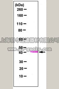 merck millipore,默克密理博,03-217,ATG3 (Human) Recombinant Protein