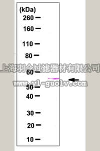 merck millipore,默克密理博,03-231,Beclin 1 (Human) Recombinant Protein