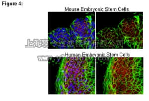 merck millipore,默克密理博,03-241,RIPAb+™ PUM2 Antibody