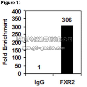 merck millipore,默克密理博,03-246,RIPAb+™ FXR2 - RIP Validated Antibody and Primer Set