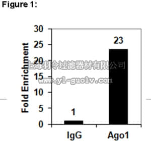merck millipore,默克密理博,03-249,RIPAb+™ Ago1 Antibody