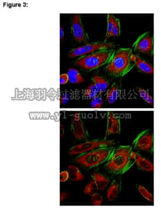 merck millipore,默克密理博,03-250,RIPAb+™ Ago3 Antibody