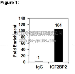 merck millipore,默克密理博,03-251,RIPAb+™ IGF2BP2 Antibody,03-251