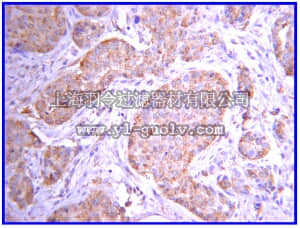merck millipore,默克密理博,04-001,Anti-JAK2 Antibody, clone 8E10.2