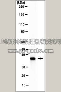 merck millipore,默克密理博,04-002-C,Anti-SOCS1 Antibody, clone 4H1 (Ascites Free)