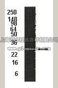 merck millipore,默克密理博,04-039,Anti-20S proteasome subunit α2 Antibody, clone MCP21