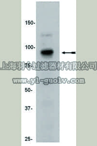 merck millipore,默克密理博,04-046,Anti-SUZ12 Antibody, clone 3C1.2