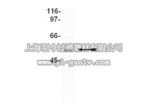 merck millipore,默克密理博,04-047,Anti-CUGBP2 Antibody, clone 1H2