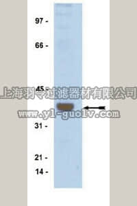 merck millipore,默克密理博,04-068,Anti-ATF1 Antibody, rabbit monoclonal
