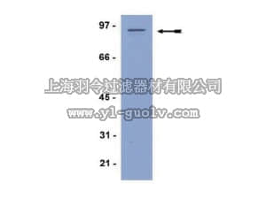 merck millipore,默克密理博,04-069,Anti-STAT1 Antibody