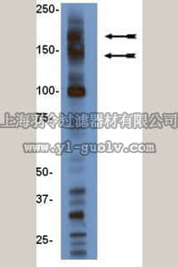 merck millipore,默克密理博,04-082,Anti-BAF155/170 Antibody, clone DXD12