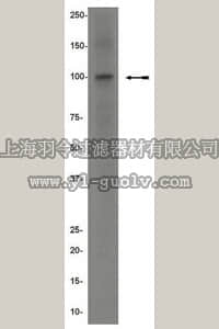merck millipore,默克密理博,04-085,Anti-Ago family Antibody