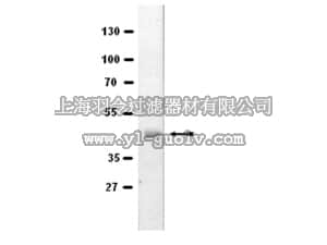 merck millipore,默克密理博,04-086,Anti-EAPP Antibody