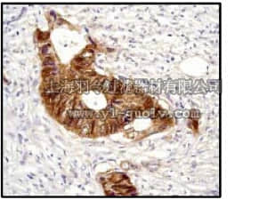 merck millipore,默克密理博,04-1002,Anti-β-Catenin (NT) Antibody, clone E247, rabbit monoclonal