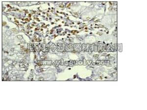 merck millipore,默克密理博,04-1003,Anti-acetyl-Histone H3 (Lys9) Antibody, clone Y28, rabbit monoclonal
