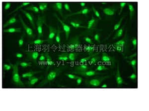 merck millipore,默克密理博,04-1005,Anti-FKHR Antibody, clone EP927Y, rabbit monoclonal