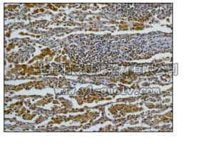 merck millipore,默克密理博,04-1014,Anti-STAT3 Antibody, clone E121-21, rabbit monoclonal