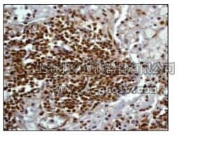 merck millipore,默克密理博,04-1016,Anti-STAT5α (CT) Antibody, clone E289, rabbit monoclonal