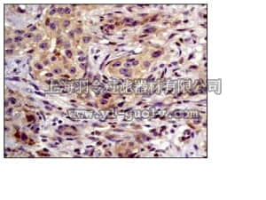 merck millipore,默克密理博,04-1017,Anti-phospho-MEK1/2 Ser218/Ser222) Antibody, clone E237, rabbit monoclonal